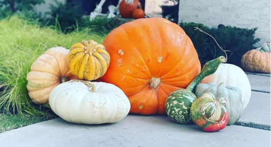 Oh My Gourd Package!